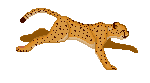 Cheetah Package!  

