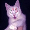 WebsiteKitty's Avatar